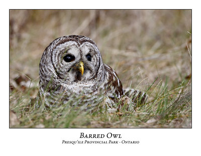 Barred Owl-016