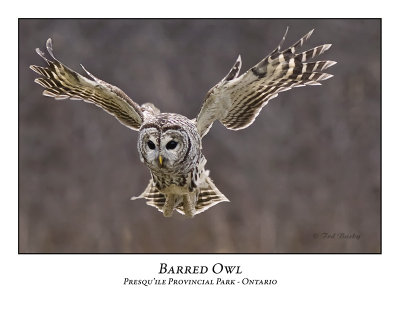Barred Owl-017
