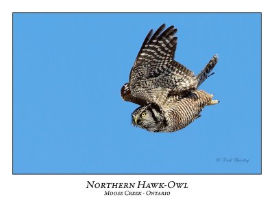 Northern Hawk-Owl-048