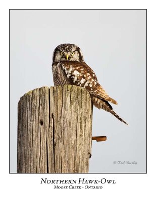 Northern Hawk-Owl-049