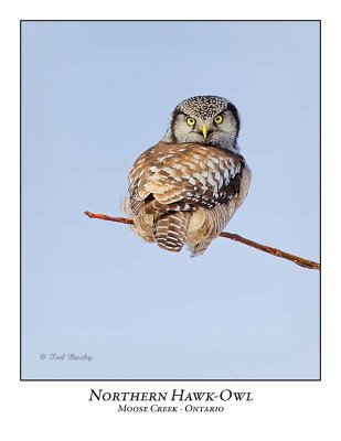 Northern Hawk-Owl-050