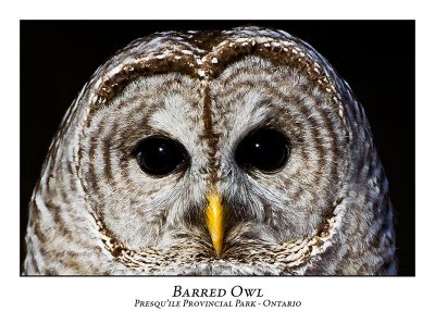 Barred Owl-021