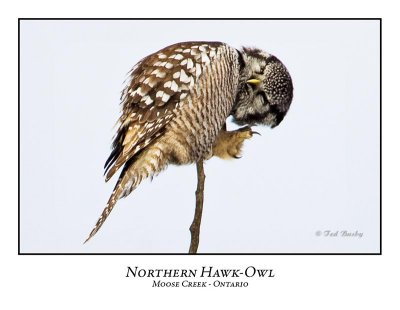 Northern Hawk-Owl-051