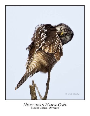 Northern Hawk-Owl-052