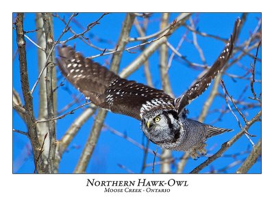 Northern Hawk-Owl-053