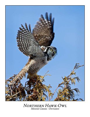 Northern Hawk-Owl-055