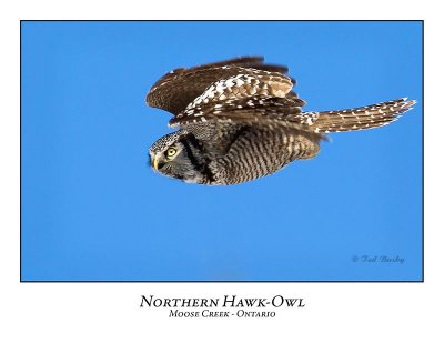 Northern Hawk-Owl-056