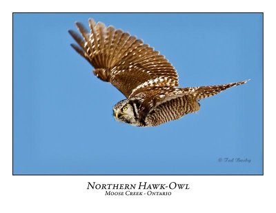 Northern Hawk-Owl-057