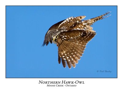 Northern Hawk-Owl-058