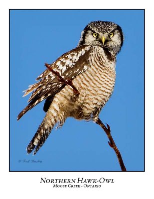 Northern Hawk-Owl-059