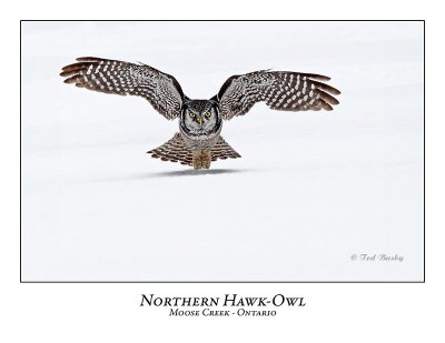 Northern Hawk-Owl-061