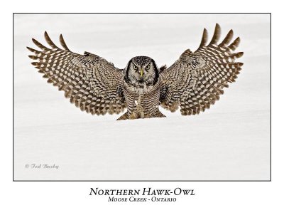Northern Hawk-Owl-062