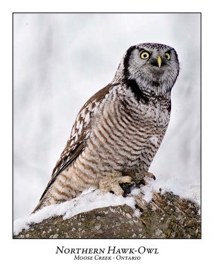 Northern Hawk-Owl-063