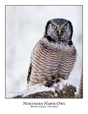 Northern Hawk-Owl-064