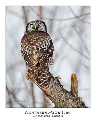 Northern Hawk-Owl-065