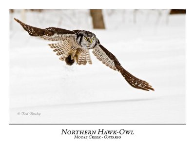 Northern Hawk-Owl-066