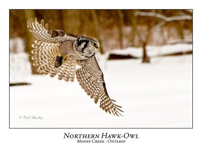 Northern Hawk-Owl-067