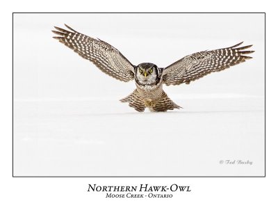 Northern Hawk-Owl-068