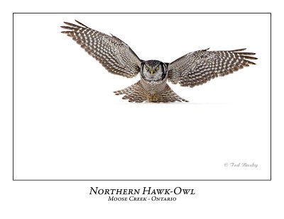Northern Hawk-Owl-069