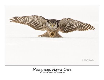 Northern Hawk-Owl-070