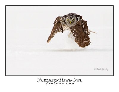 Northern Hawk-Owl-071