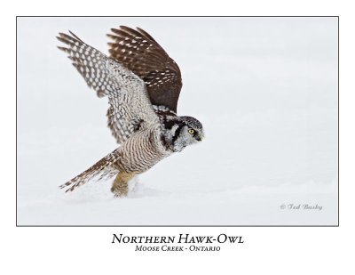 Northern Hawk-Owl-072