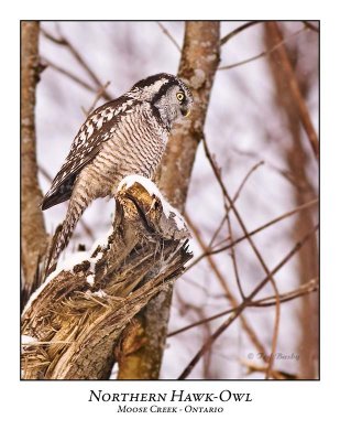 Northern Hawk-Owl-075