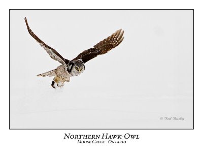 Northern Hawk-Owl-076