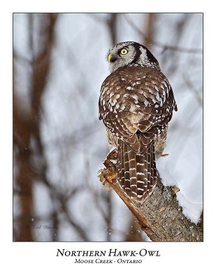 Northern Hawk-Owl-077