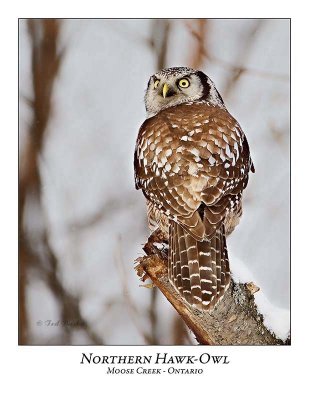 Northern Hawk-Owl-078