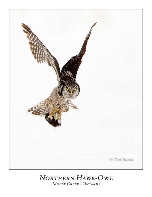 Northern Hawk-Owl-079