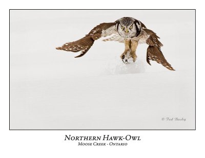 Northern Hawk-Owl-080