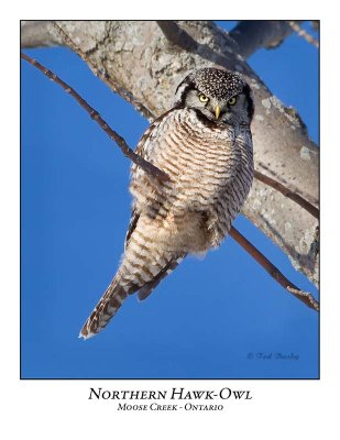 Northern Hawk-Owl-081