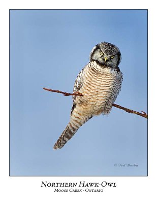 Northern Hawk-Owl-082