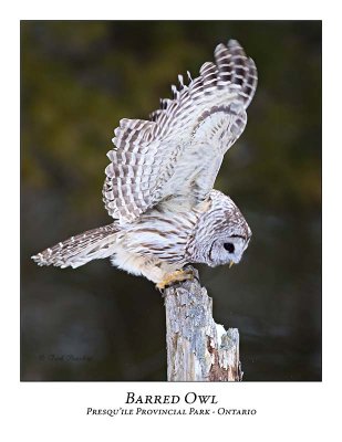 Barred Owl-025