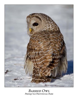 Barred Owl-026