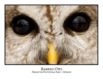Barred Owl-027