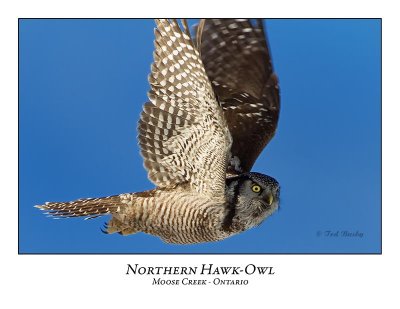 Northern Hawk-Owl-083