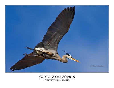 Great Blue Heron-062