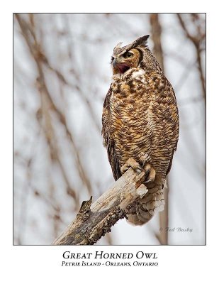 Great Horned Owl-011