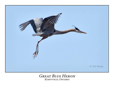 Great Blue Heron-063