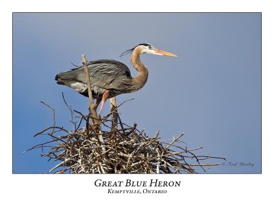 Great Blue Heron-064