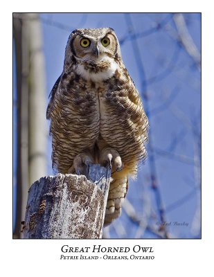 Great Horned Owl-012