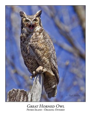Great Horned Owl-013