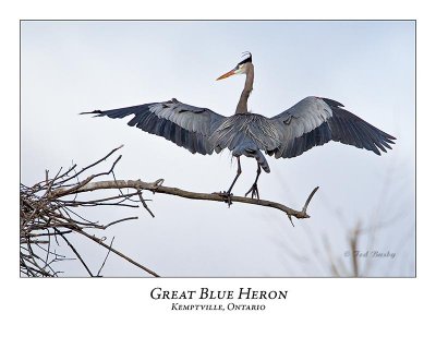 Great Blue Heron-067