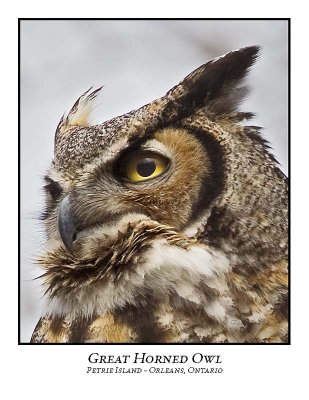 Great Horned Owl-014