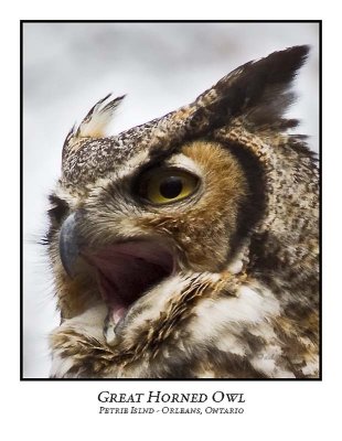 Great Horned Owl-015