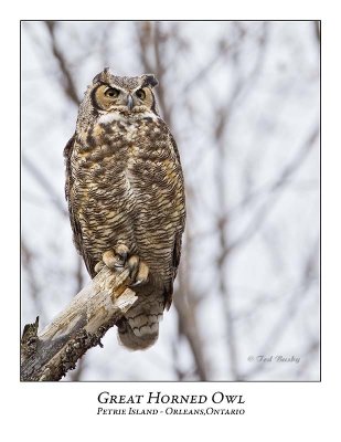 Great Horned Owl-016