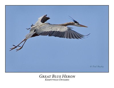 Great Blue Heron-068