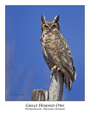 Great Horned Owl-018